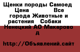 Щенки породы Самоед › Цена ­ 20 000 - Все города Животные и растения » Собаки   . Ненецкий АО,Макарово д.